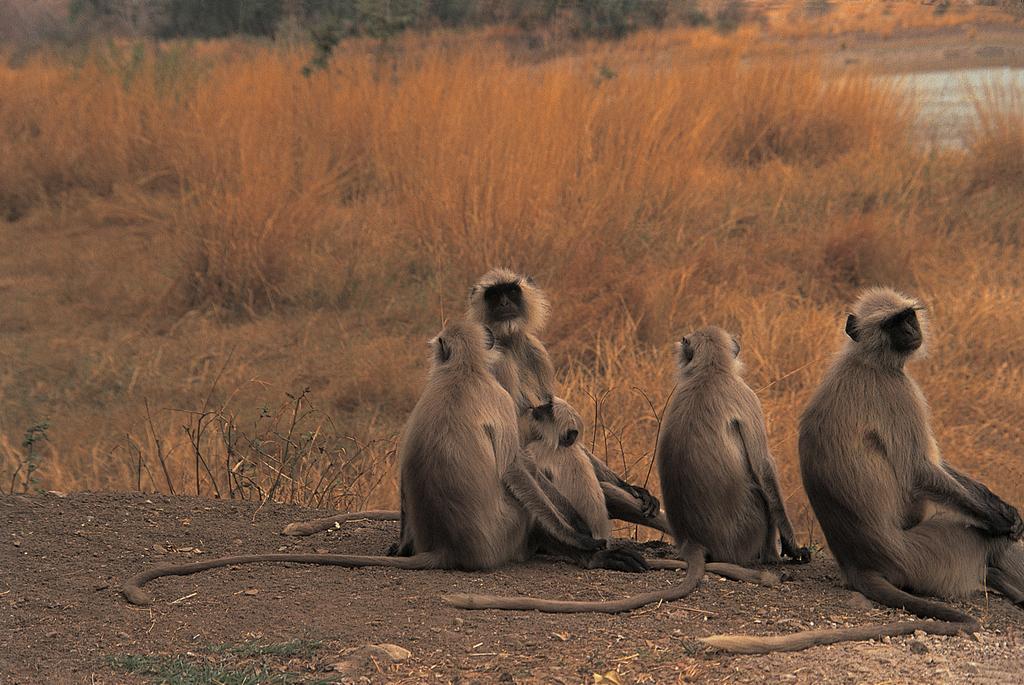 The Oberoi Vanyavilas Wildlife Resort, Ranthambhore Савай-Мадхопур Экстерьер фото